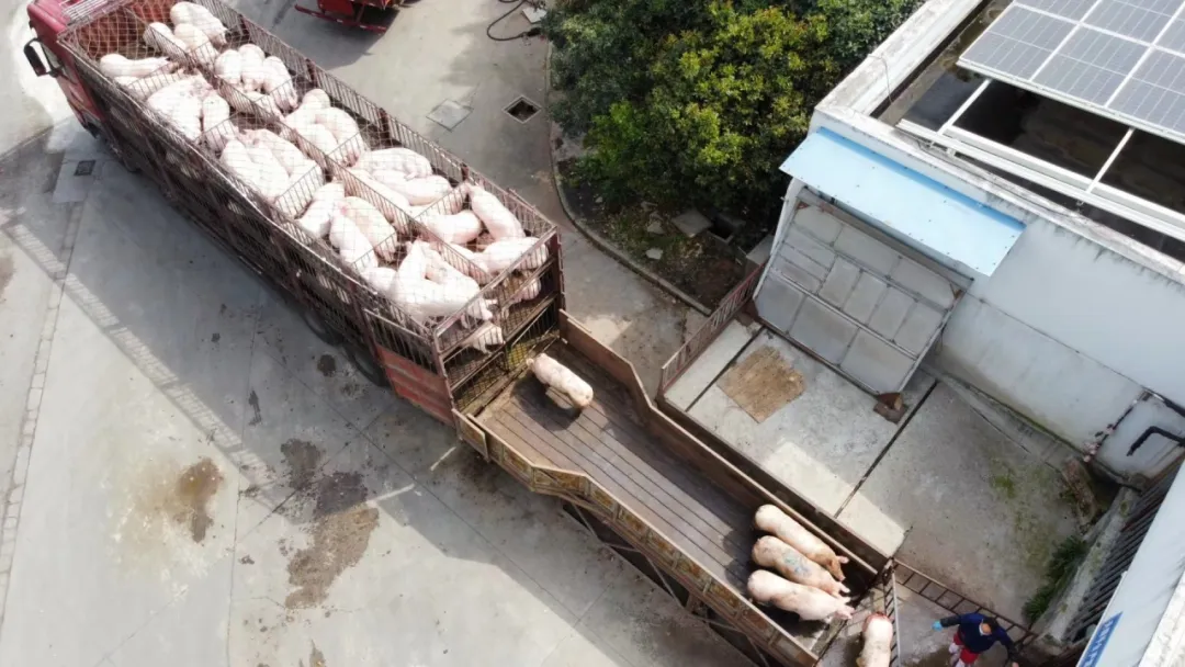 香港正版六台盒宝典资料大全