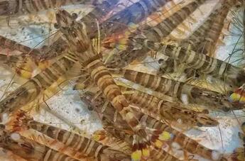 香港正版六台盒宝典资料大全