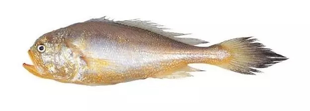 香港正版六台盒宝典资料大全