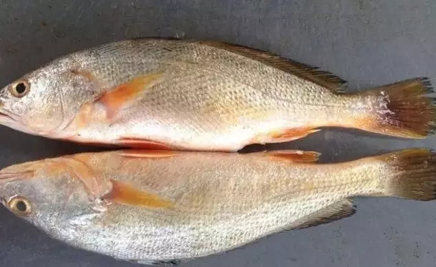 香港正版六台盒宝典资料大全