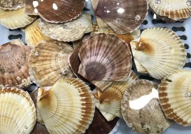 香港正版六台盒宝典资料大全