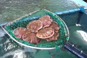 香港正版六台盒宝典资料大全